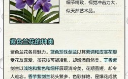 紫色兰花究竟有多少品种？