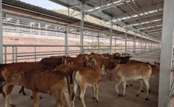 肉牛养殖技术要点有哪些？