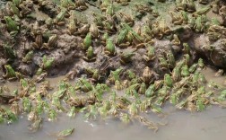 吉林牛蛙养殖技术大全