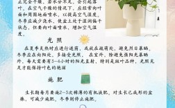 常青藤的品种是什么