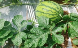 西瓜种植技术有哪些关键要点？