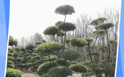 女贞树品种到底有多少种？