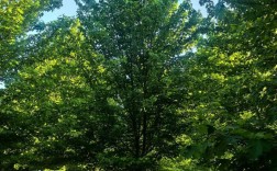 美国红枫种植技术如何？前景是否值得期待？