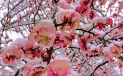 最耐寒梅花品种是哪种？