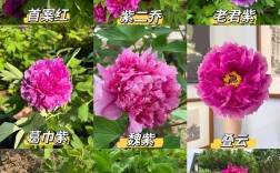 牡丹最珍贵品种是哪一种？