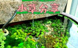 2025淡水小品种养殖，哪些品种更值得养？