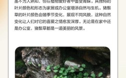 哪种牧草最适合喂母猪？