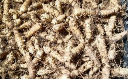 玉竹如何实现高产栽培管理？