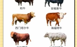 中国国内牛品种有哪些？