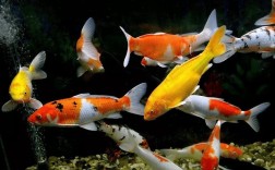 锦鲤鱼缸养殖有哪些技术要点？