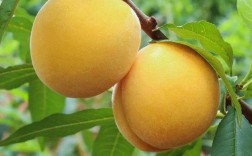 哪些水果适合家庭种植？