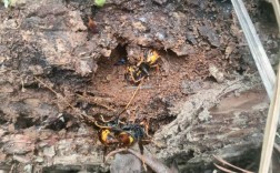 马蜂蜂王如何安全过冬？