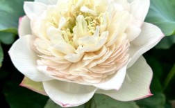 荷花有名的品种有哪些