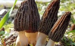 陕西羊肚菌种植技术难点有哪些？