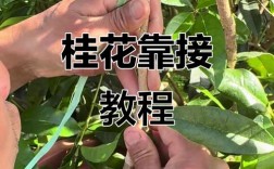 桂花嫁接技术图解，如何快速掌握？