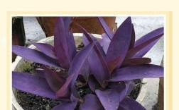 吊兰有哪些品种？怎么繁殖最简单？