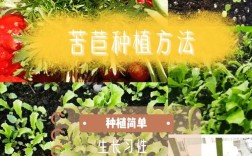 食用菊花种植技术视频有哪些要点？