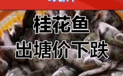 2025桂花鱼价格多少？最新行情走势如何？