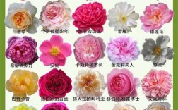 进口花品种名字及图片有哪些？