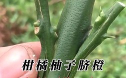 柚子嫁接技术图片大全