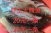 菏泽鲤鱼批发价现在多少？