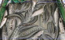 黑鱼养殖高产技术有哪些关键点？