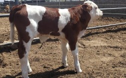 什么是西门塔尔品种牛