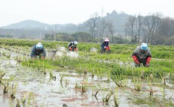 广东农村种植技术视频怎么学更实用？