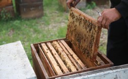 蜂群人工分箱技术要点有哪些？