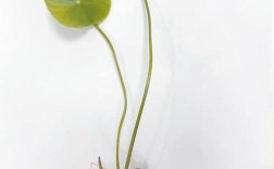 新鲜莲子怎样种植技术