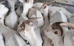 短毛羊品种有哪些？不同短毛羊的外貌特征与养殖优势是什么？