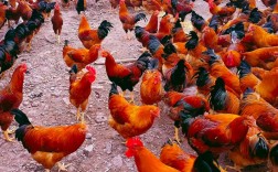 跑山鸡养殖技术有哪些关键要点？