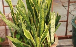 虎皮兰卷叶和直叶品种有何区别？