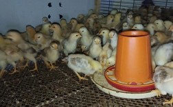 鸡苗幼苗养殖技术视频要点有哪些？