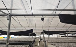 大棚蜜蜂如何安全过冬？