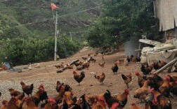 山地散养土鸡技术视频有哪些要点？