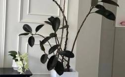 橡皮树哪个品种颜值最高？不同品种的叶片形态、颜色差异有多大？