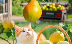 梨的种植技术视频哪里能下载？