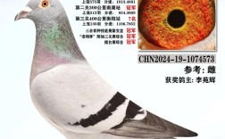 2025青年肉鸽价格会涨还是跌？