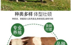 中国牛品种中，哪种生长速度最快？