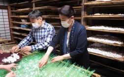 日本养蚕技术视频有哪些精华值得学？