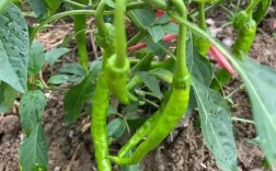 效益好？辣椒品种咋选？