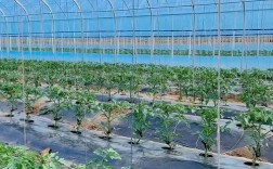 番茄露天种植技术要点有哪些？