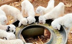 圈养绵羊养殖技术视频要点有哪些？