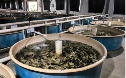 鱼类人工池塘繁育技术如何高效应用？