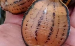 宽体金钱蛭回收价格现在是多少？