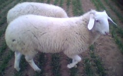 夏洛来寒杂交羊品种