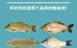 现在养什么鲫鱼品种好？