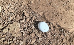 果园鹅养殖技术视频，如何高效管理？