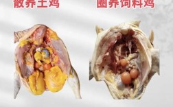 饲料公司流出的养鸡技术，真的靠谱吗？